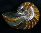 Top Quality Inch Nautilus Fossil #4320-1